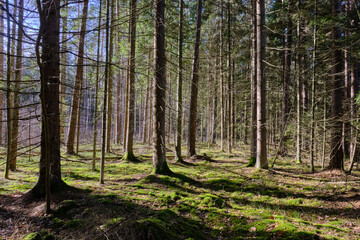 Obraz premium Coniferous forest in winter sun