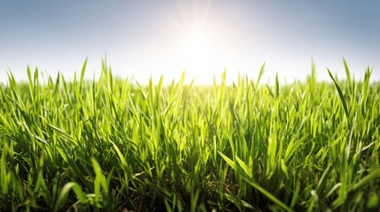 Fototapeta premium Fresh Green Grass Field with Bright Sunlight in Background, Beautiful Nature Scene for Relaxation and Outdoor Enjoyment, Tranquil Morning Atmosphere