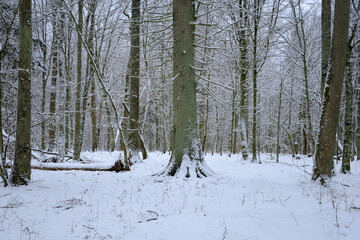 Fototapeta premium Wintertime landscape of snowy deciduous stand