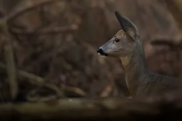 Selbstklebende Fototapeten Rehe Portret of a roe deer  © Marcel