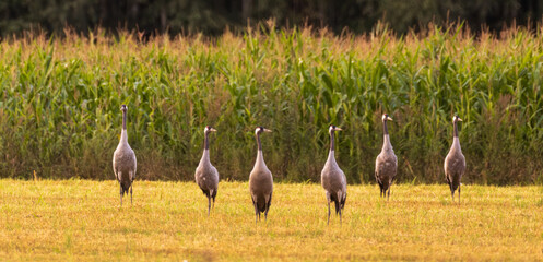 Obraz premium Cranes(Grus grus) in summertime sunset light