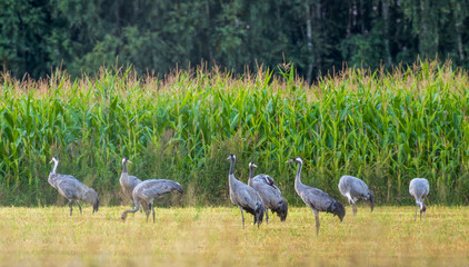 Obraz premium Cranes(Grus grus) in summertime sunset light