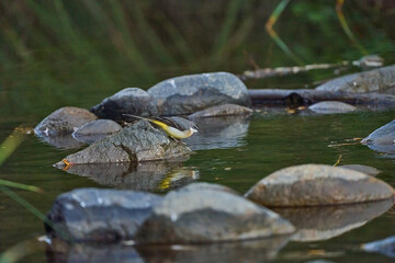 Lavandera cascade&ntilde;a (Motacilla cinerea) en el estanque del parque 