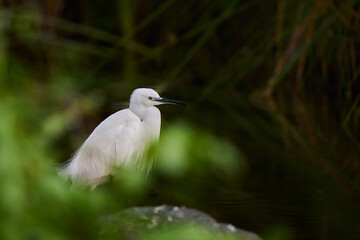 Fototapeta premium garza blanca (Ardea alba) en el estanque