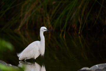 garza blanca (Ardea alba) en el estanque