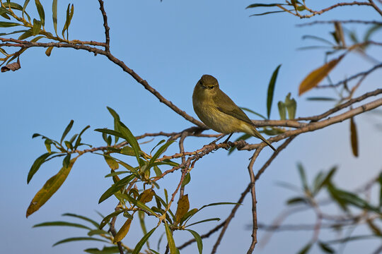 Mosquitero com&uacute;n (Phylloscopus collybita)