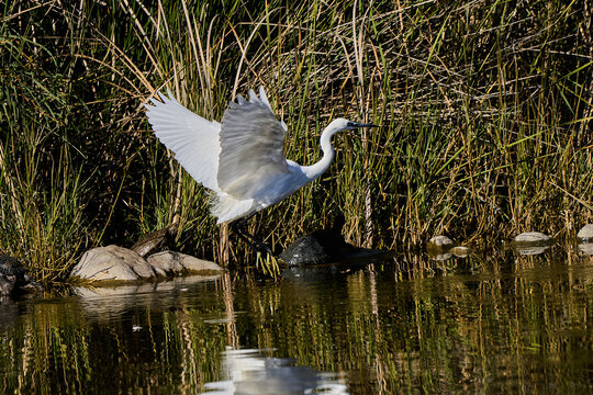 garza blanca (Ardea alba) en el estanque