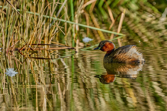 Zampull&iacute;n com&uacute;n (Tachybaptus ruficollis) nadando en el estanque