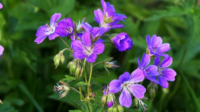 Bright blue delicate small flowers of the wild geranium plant in a clearing on a summer day.
