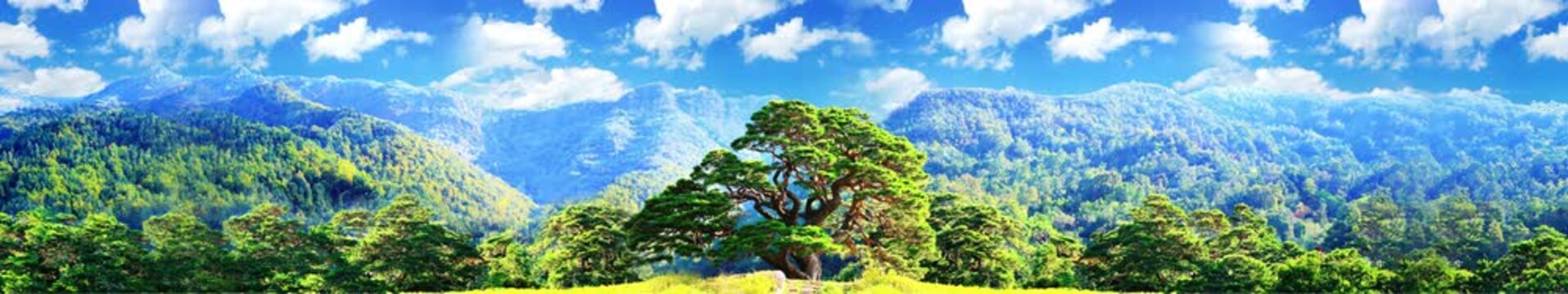 beautiful bansai tree tree of life on the background of mountains, looped animation