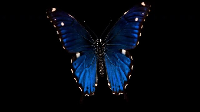 Striking blue butterfly hanging vertically in dramatic rim lighting, isolated on a pure black background, perfect for use with an alpha channel for motion graphics compositing and overlay effects.