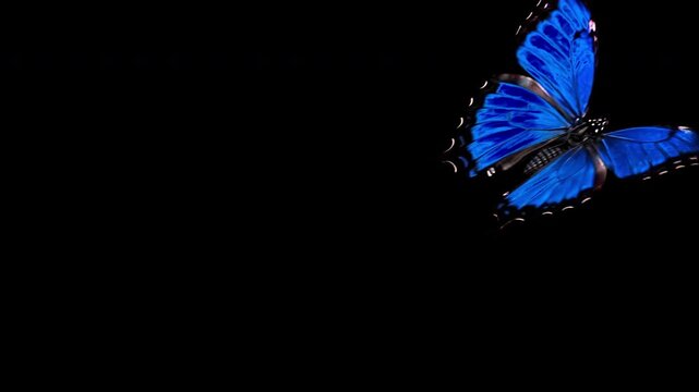 Highly detailed electric blue tropical Morpho butterfly fluttering gracefully across a pure black background, ideal for seamless video overlay and compositing via an integrated alpha channel