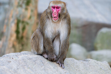 遠くを見つめるニホンザル