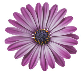 Vibrant purple african daisy flower with white stripes isolated on transparent background
