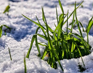 Green grass in the snow macro