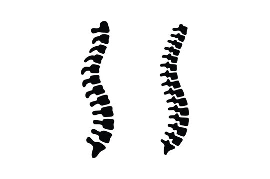 Black and white of two curved spinal columns with vertebrae