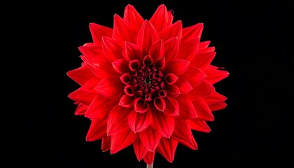 Vibrant Red Dahlia Flower Closeup Isolated.