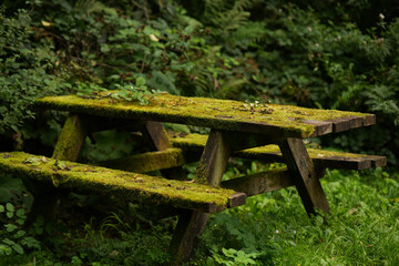 Fototapeta premium A weathered wooden picnic table sits unused in a forest setting, heavily overgrown with lush green moss. 