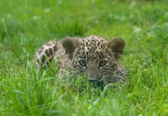 Persian leopard © Hana
