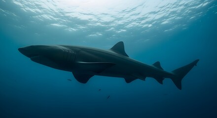 Obraz premium Majestic shark gliding through crystal clear ocean waters