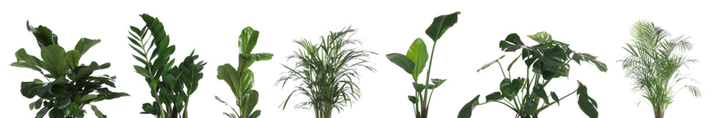 Lush green house plants isolated on white, set