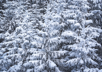 Snow-covered spruce trees densely packed in winter forest scenery
