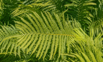 Green fern leaf in sunlight with lush tropical foliage