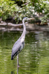 Fototapeta premium Great Grey Heron