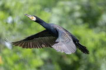 great cormorant flying