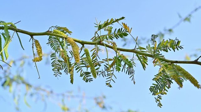 A clear, detailed close-up showing the delicate, feathery leaf structure of the Baval prosopis juliflora tree, highlighting its natural pattern, texture, 