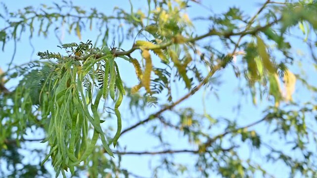 A clear, detailed close-up showing the delicate, feathery leaf structure of the Baval prosopis juliflora tree, highlighting its natural pattern, texture, 