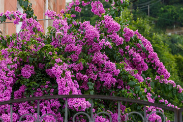 Obraz premium Bougainvillea ( Latin- Bougainvillea ) is a genus of evergreen plants in the family Nyctaginaceae (Nightflowers)