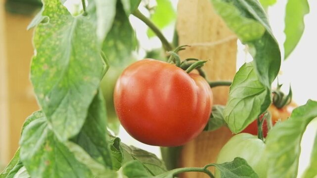 Ripe red tomatoes ripening in greenhouse