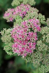 Obraz premium Pink ice plant flowers in close up