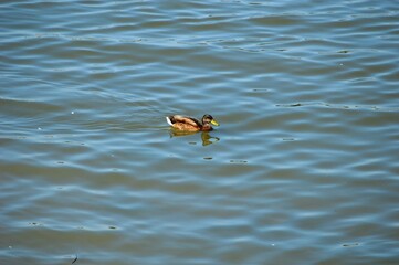 a small brown duck is swimming in the river