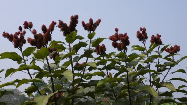 Annatto tree known as lipstick tree or sindoor plant
