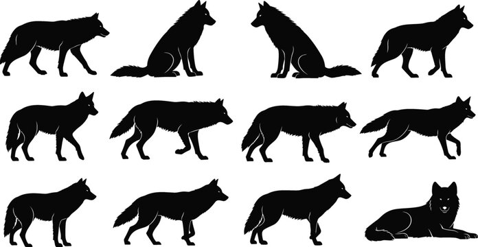 Set of twelve black wolf silhouettes in different poses like standing, walking, and sitting, isolated on white background vector illustration.