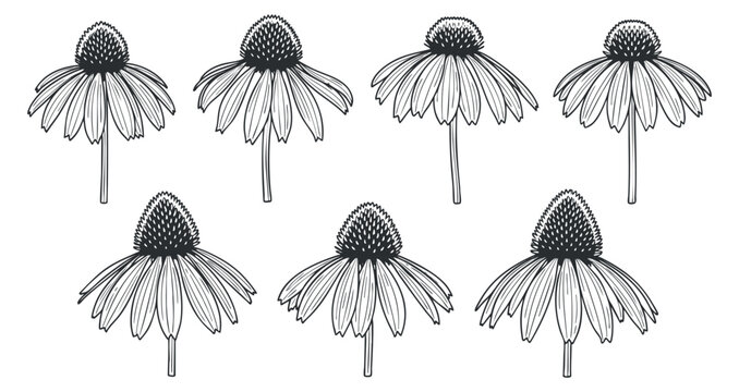 A set of hand-drawn Echinacea flowers in black and white outline vector style, suitable for botanical illustrations and floral designs
