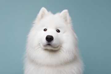 Fototapeta premium Samoyed dog sits against a light blue background during a photo session in a studio with soft lighting and simple setup
