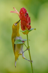 Indian White Eye finding nectar from a justicia flower © Subhajit
