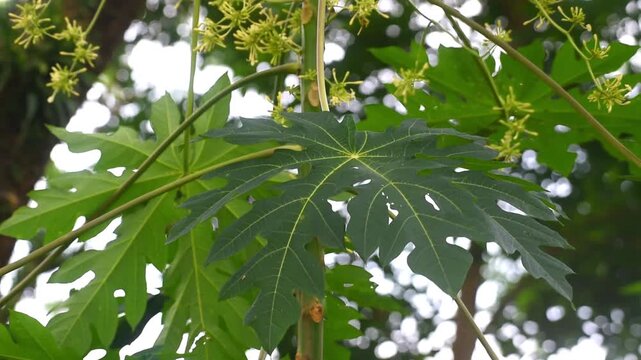 Papaya fruits growth fresh on the tree , blowing by the wind