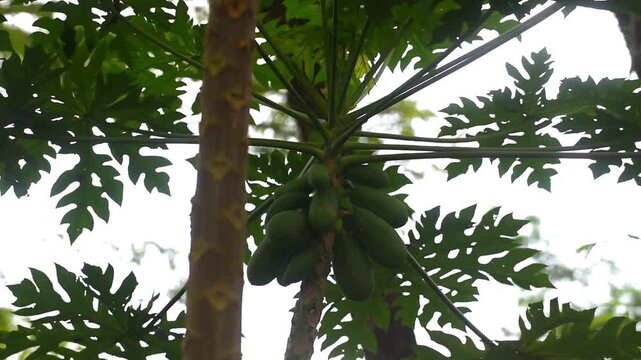 Papaya fruits growth fresh on the tree , blowing by the wind