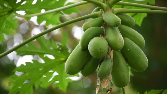Papaya fruits growth fresh on the tree , blowing by the wind