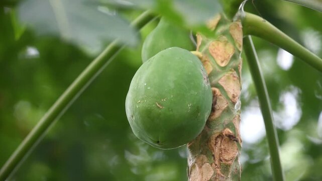 Papaya fruits growth fresh on the tree , blowing by the wind