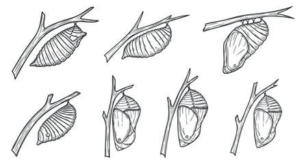 Fototapeta premium A collection of snail shells on branches in black and white outline vector style, suitable for nature-themed design projects