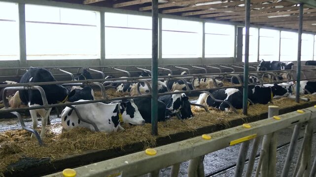 Black and white dairy cows eating hay in barn on farm, wide-angle view, pan left 