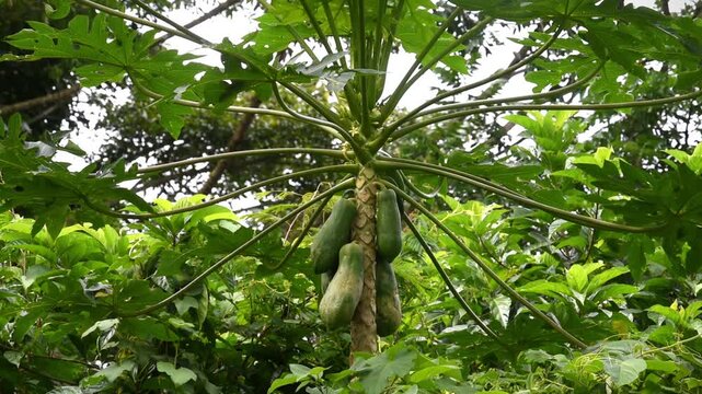 Papaya fruits growth fresh on the tree , blowing by the wind