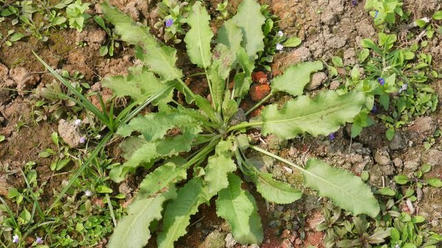 Curly Dock Rumex Crispus Yellow Dock growing in soil