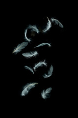 Obraz premium feathers Minimal background for design.