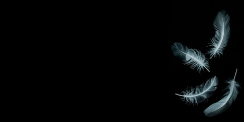 Minimal composition of white feathers on black background expressing calm, lightness and simplicity.
